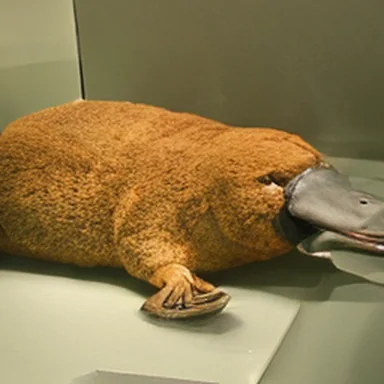 Platypus, base model, 50 steps