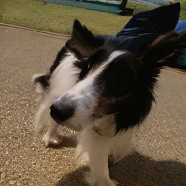 Shetland sheepdog, base model, 50 steps